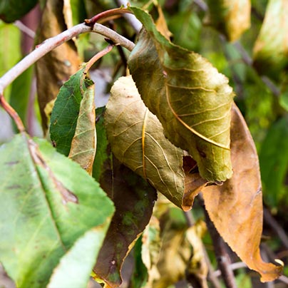 Dry leaves on branches