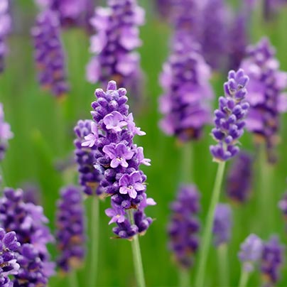 Healthy flowers growing in yard