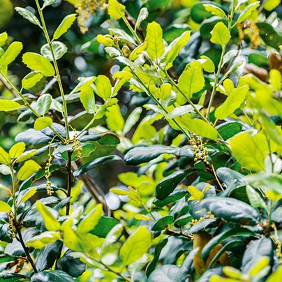 Healthy plant leaves growing in yard